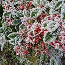 Схема вышивки «Нежная седина»