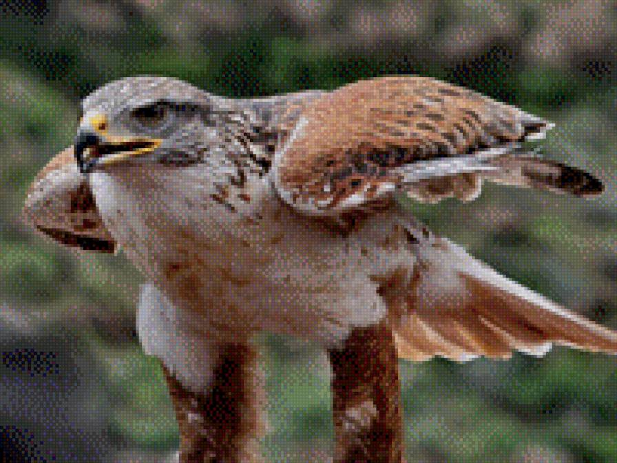 Ястреб - ястреб - предпросмотр