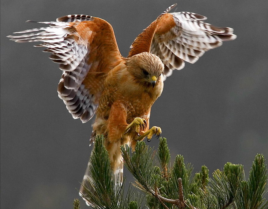 птица - птица - оригинал