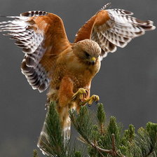 Схема вышивки «птица»