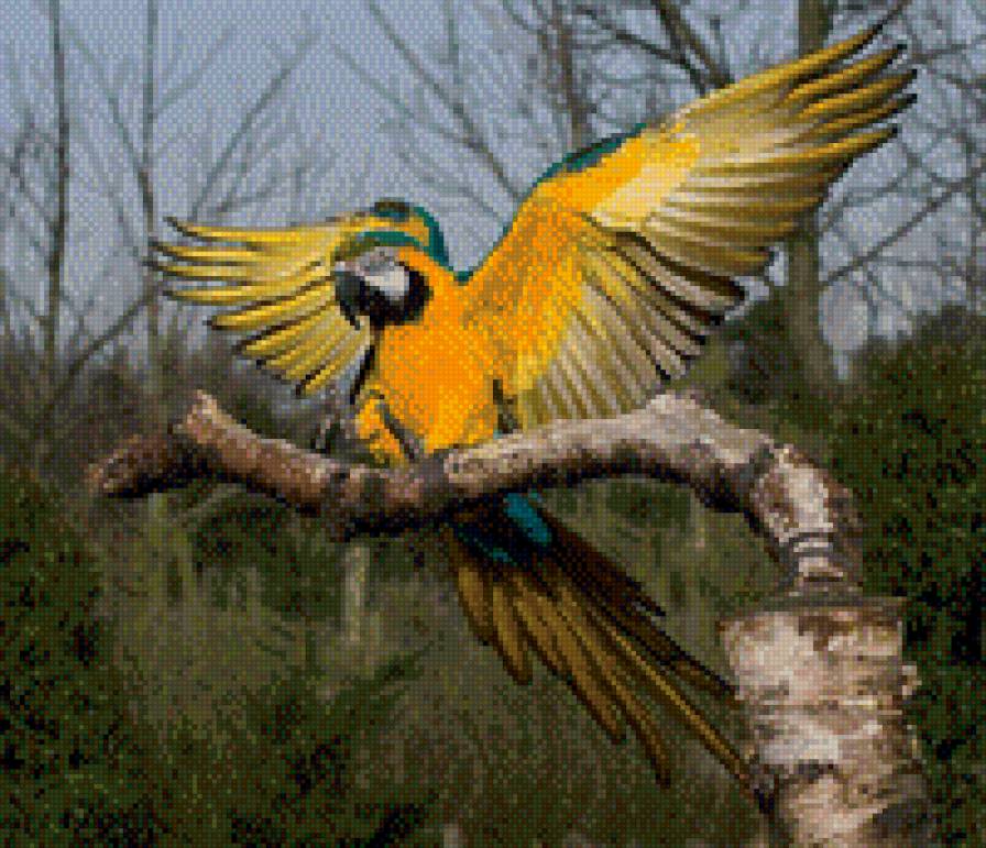 попугай - попугай - предпросмотр