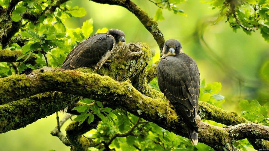 птица - птица - оригинал