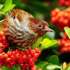 Схема вышивки «птица»