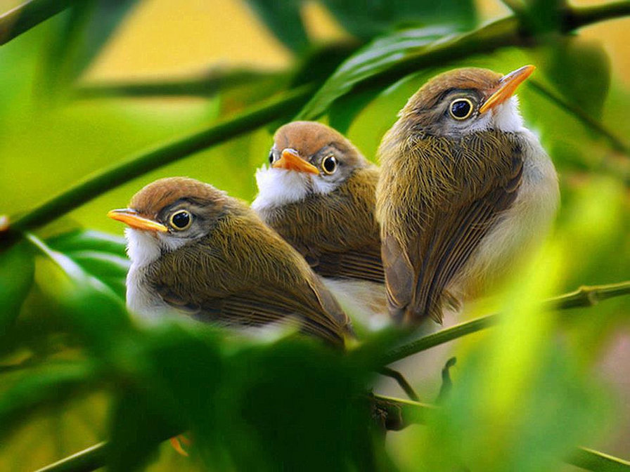 птица - птица - оригинал