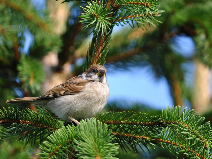 птица - птица - оригинал