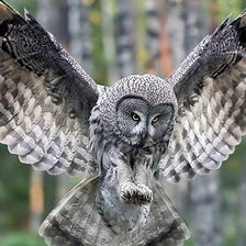 Схема вышивки «сова»