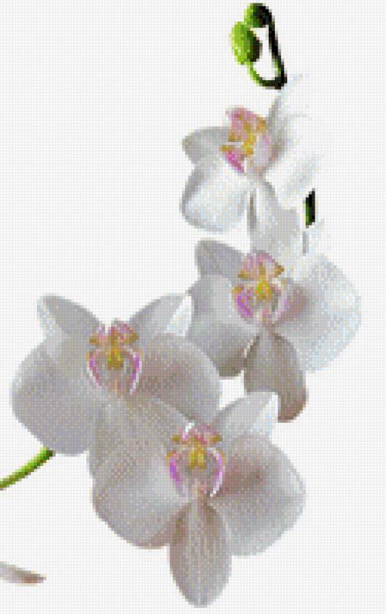 Орхидея_М07 - орхидея - предпросмотр