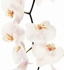 Схема вышивки «Орхидеи_М09»