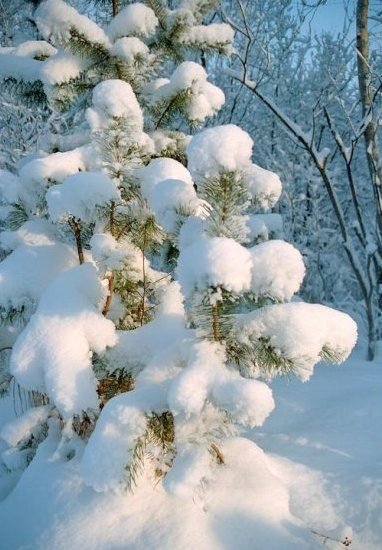 пушистый снег - снег, зима, лес, ель - оригинал