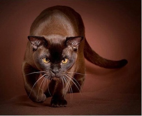 охотник - кот, животные - оригинал