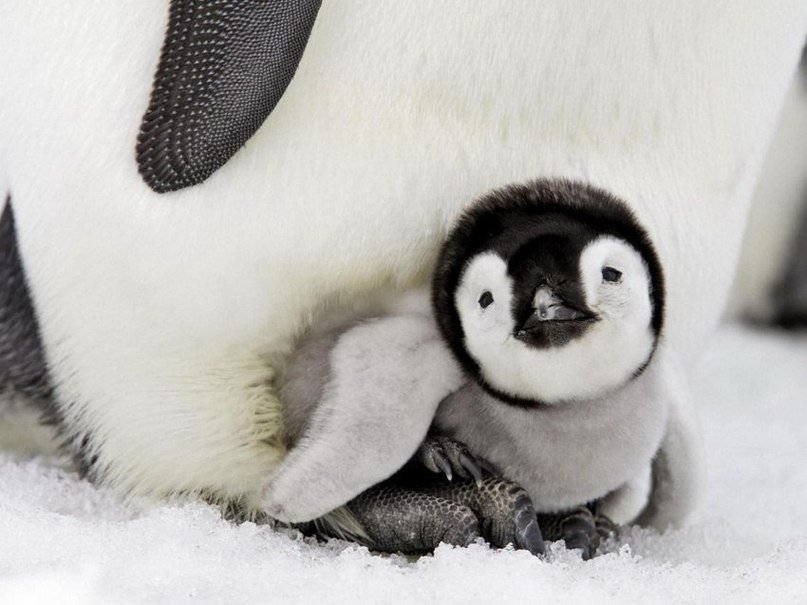 пингвинчик - животные, зима, пингвин - оригинал