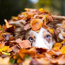 Схема вышивки «Осень»