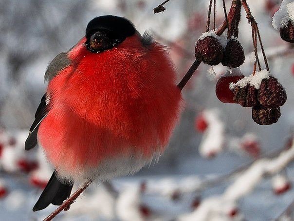 Зима - оригинал