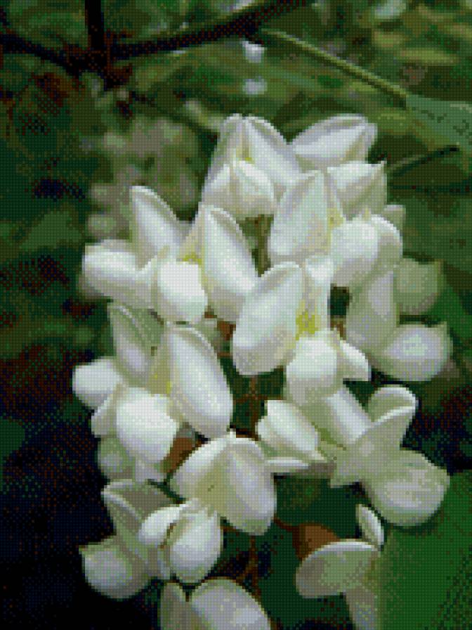 цвет акации - весна, цветы, акация - предпросмотр