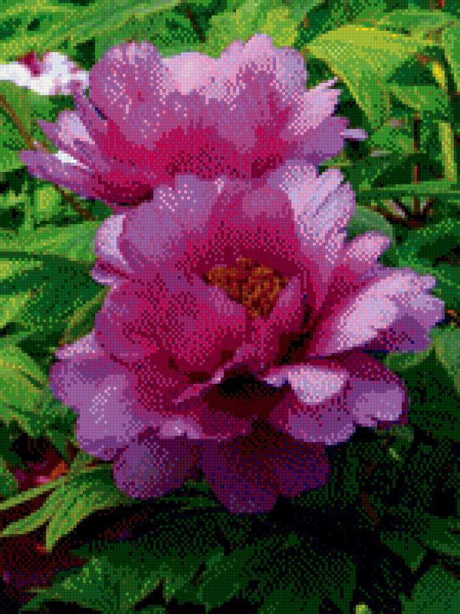 пионы - цветы, весна, пионы - предпросмотр