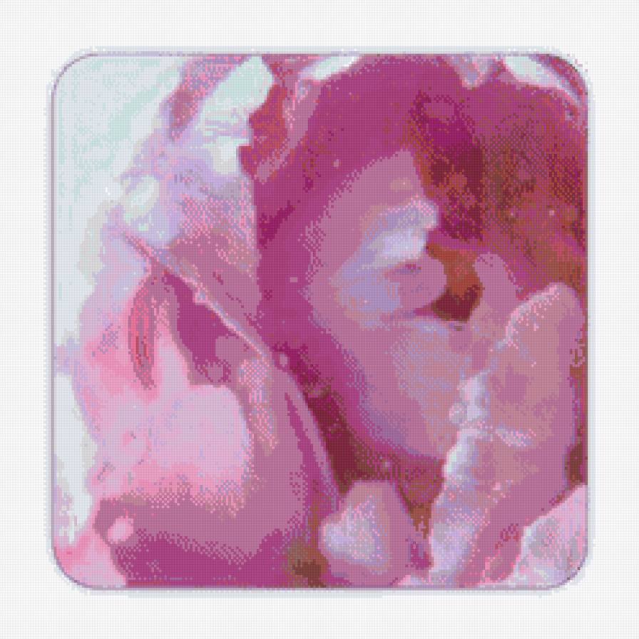 пион - цветы, весна, пион - предпросмотр