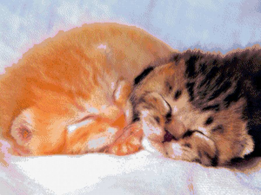 Братишки- котишки - предпросмотр