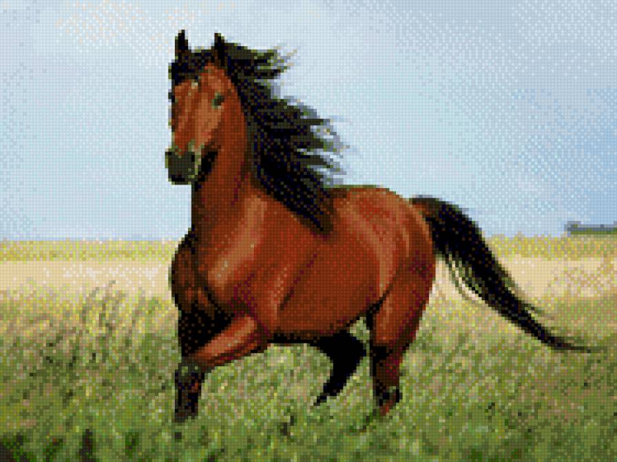 Вишневая - лошадь, степь - предпросмотр