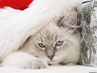 котик 2 - новый год, рождество, кот, зима, животные - оригинал