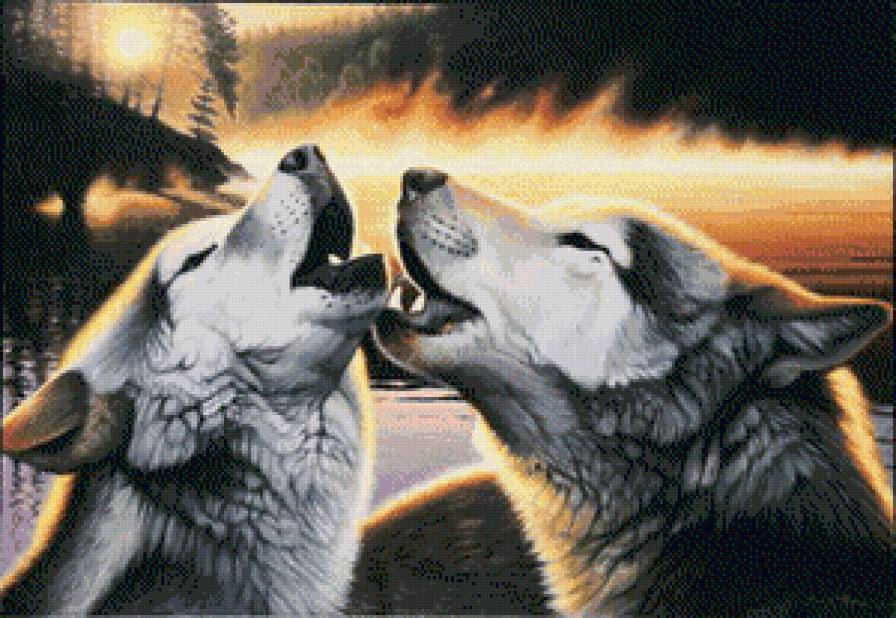 волки - любовь, волк, хищники, животные - предпросмотр