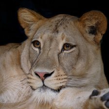 Схема вышивки «Львица»