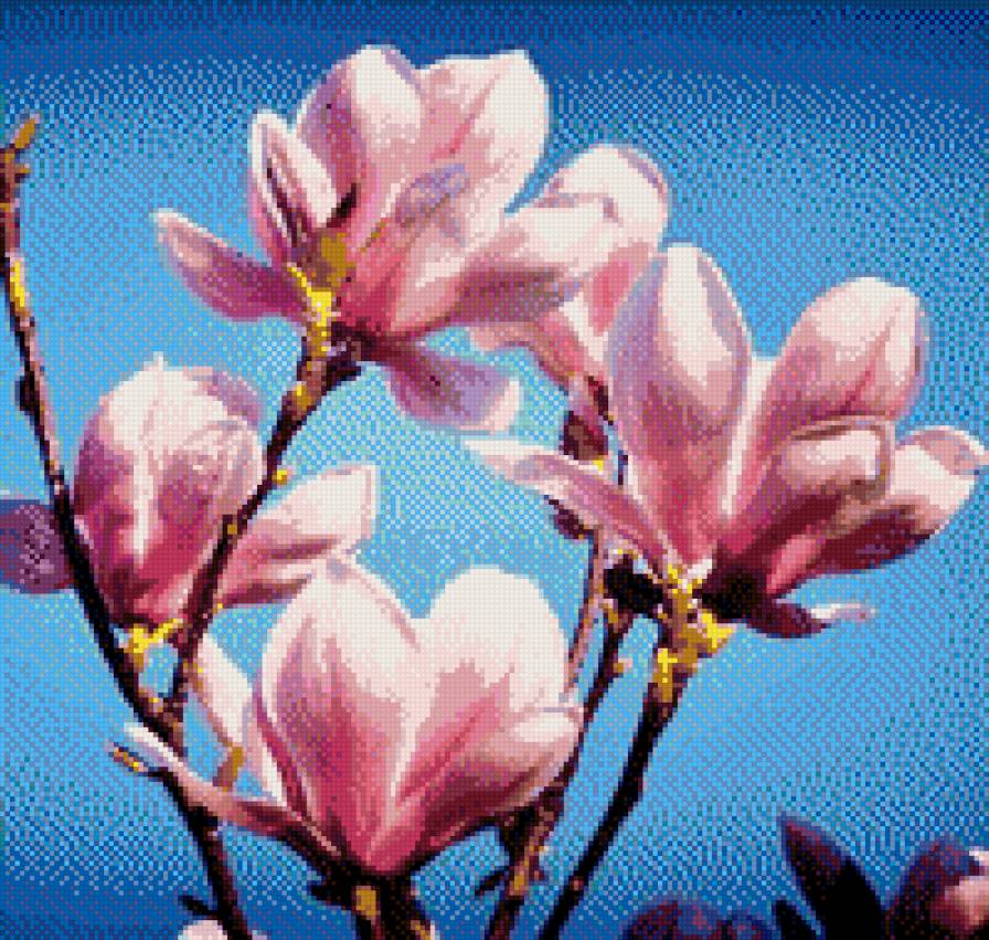 МАГНОЛИЯ - весна, цветы, магнолия - предпросмотр