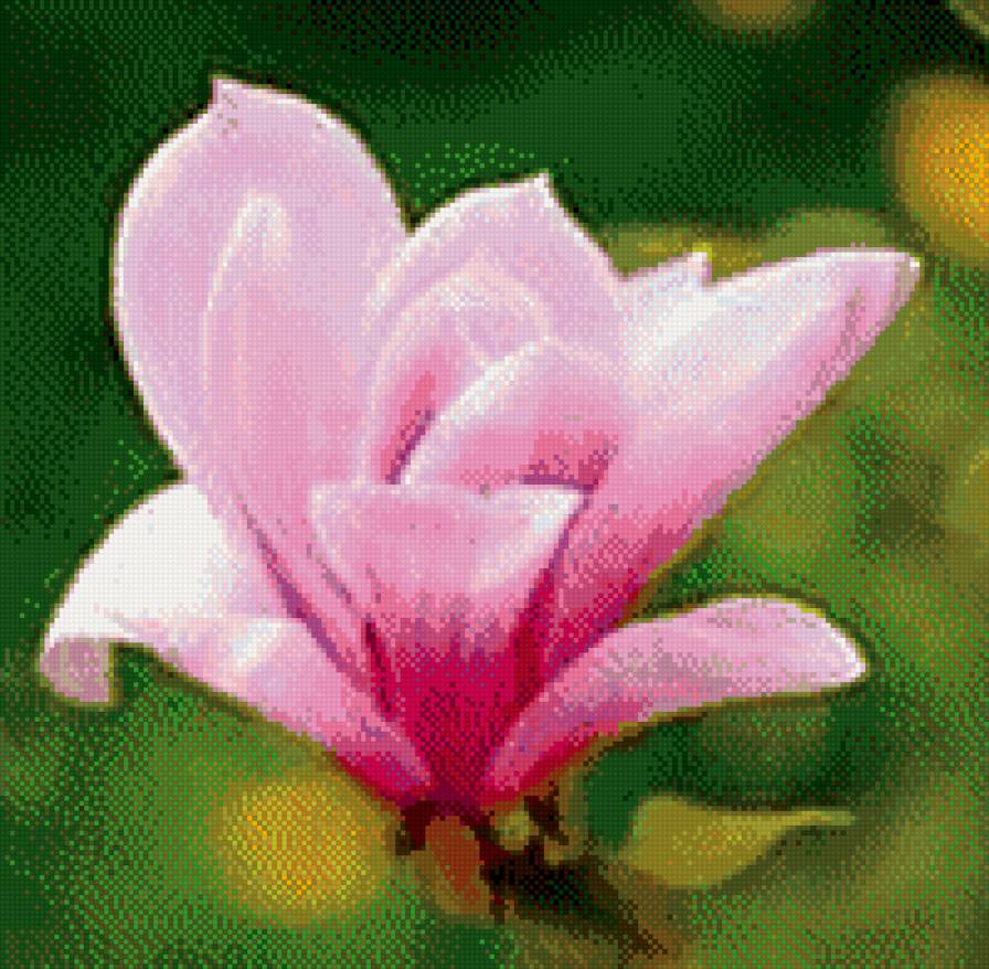 магнолия - весна, цветы, магнолия - предпросмотр