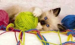 забияка 5 - клубок, животные, рукоделие, нитки, кот - оригинал