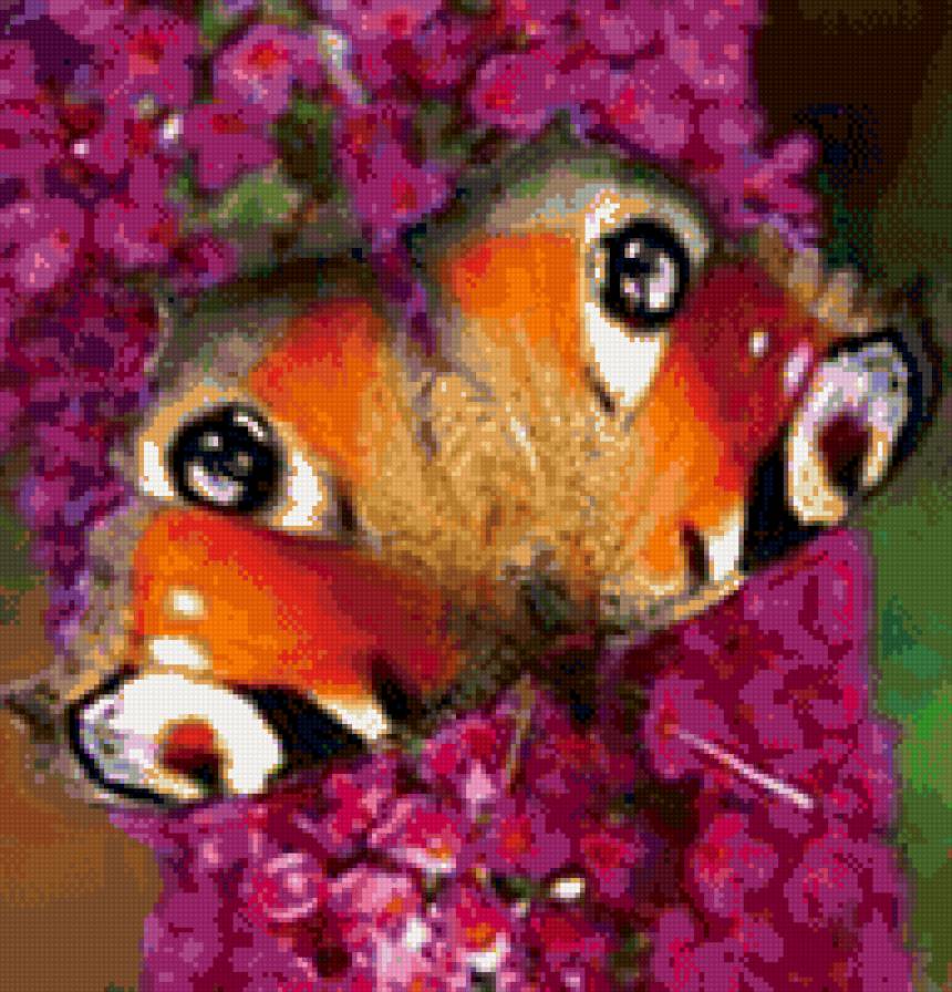 бабочка - лето, насекомые, цветы, бабочка - предпросмотр