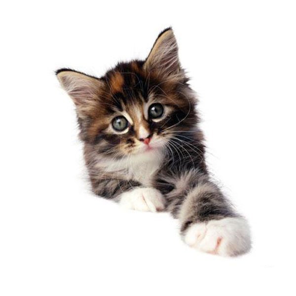 котей - животные - оригинал