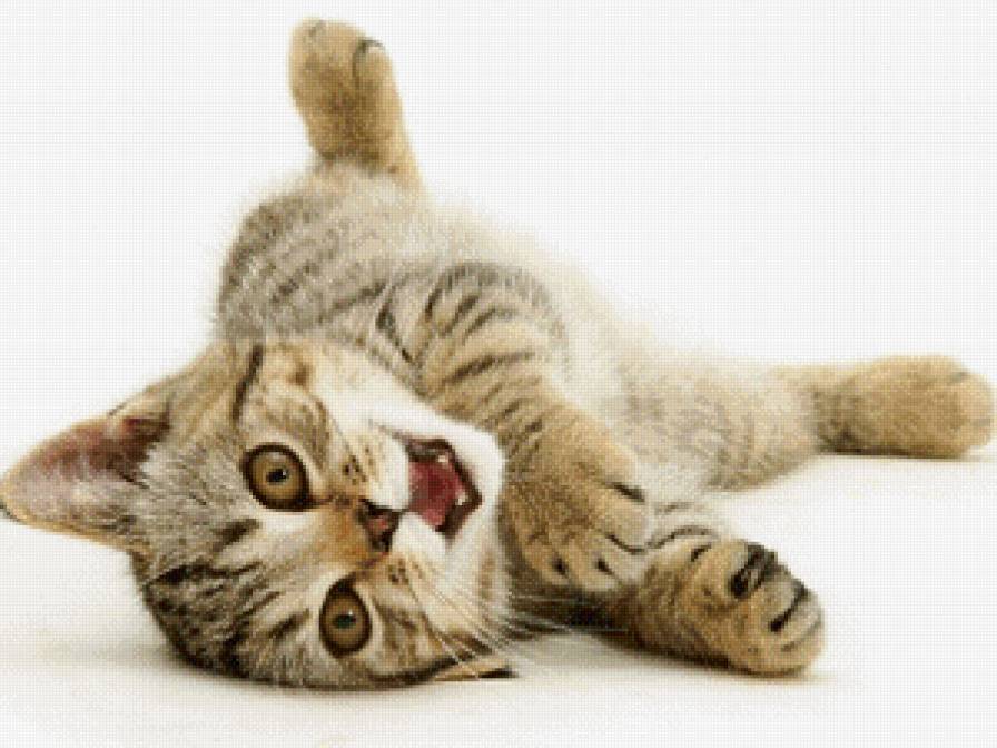 котенок - животные - предпросмотр