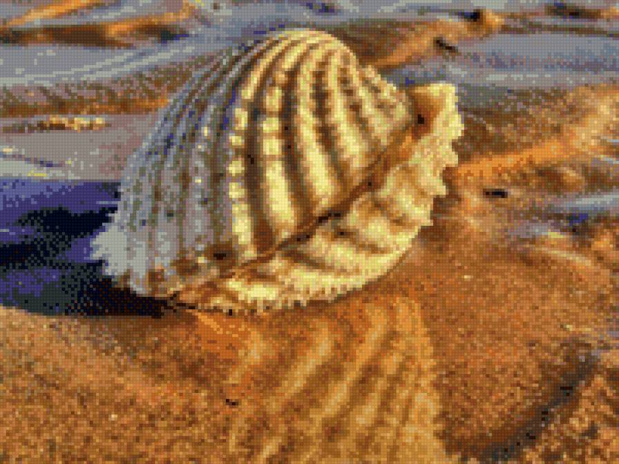 ракушка - берег, лето, море, ракушка - предпросмотр