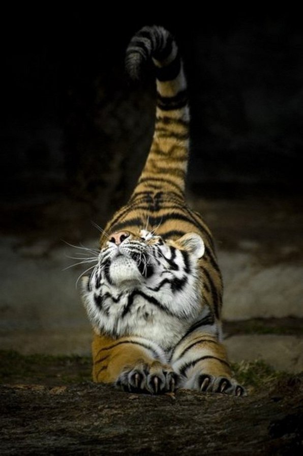 ТИГР - тигр, хищник, кошка - оригинал