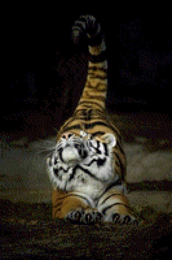 ТИГР - тигр, кошка, хищник - предпросмотр