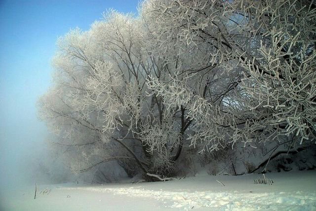 зимушка - природа, лес, зима - оригинал