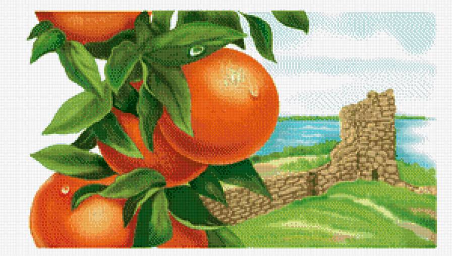 апельсинки - цитрус, поле, апельсин, еда, апельсины, кухня - предпросмотр