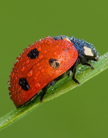 божья коровка - оригинал