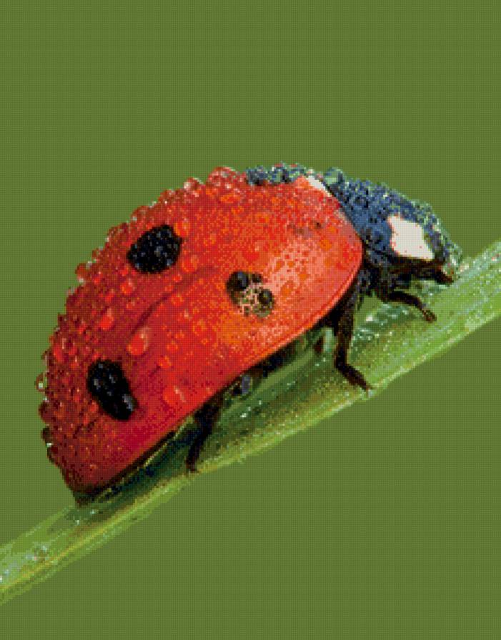 божья коровка - предпросмотр