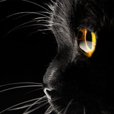 Схема вышивки «кошка на черном»