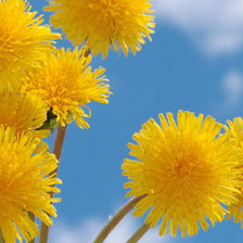 одуванчики