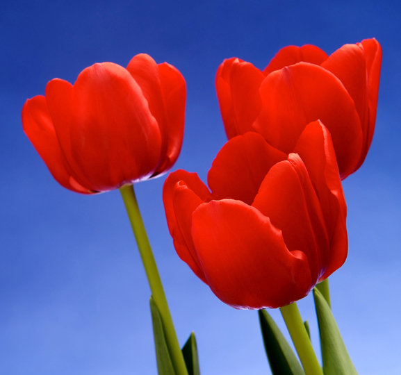 тюльпаны - оригинал