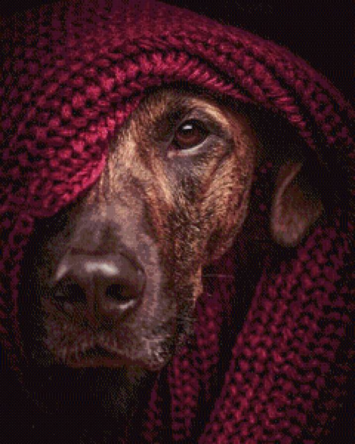 Грустный пёс - собаки, животные - предпросмотр