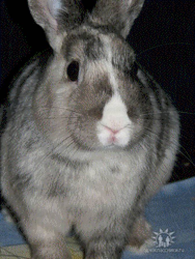 Зайка Пушистик - кролик - предпросмотр