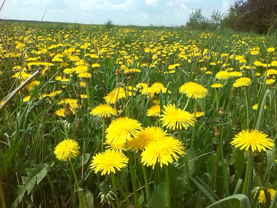 одуванчики - оригинал