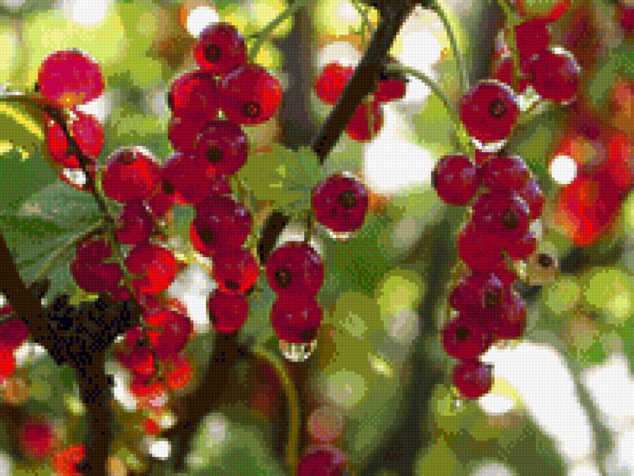 смородинка - смородина, лето, ягоды - предпросмотр