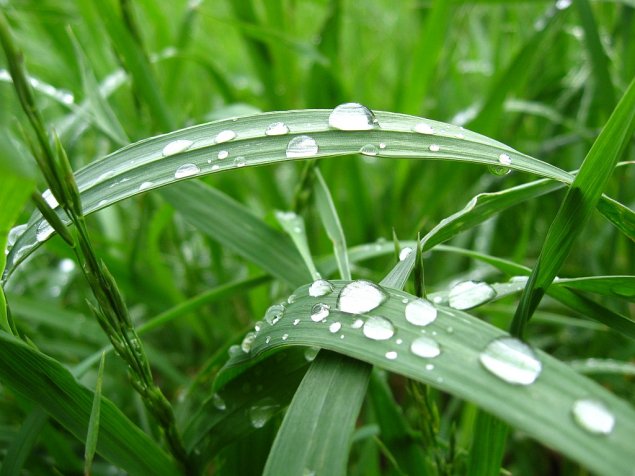 летний дождь - лето, дождь, капли, листья - оригинал