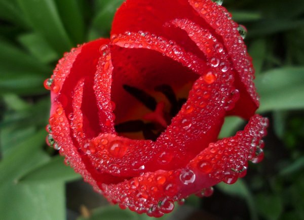 Тюльпан - капли, весна, тюльпан - оригинал