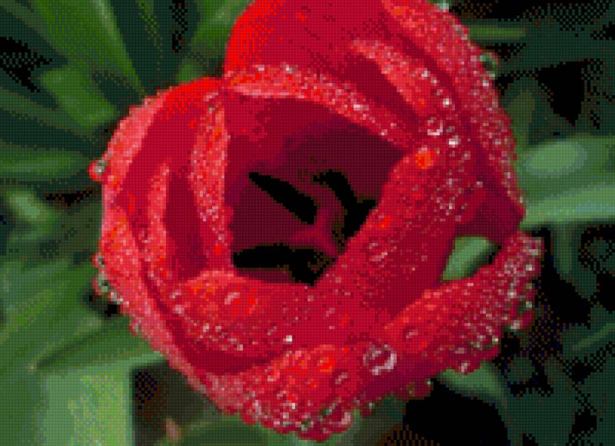 Тюльпан - тюльпан, капли, весна - предпросмотр