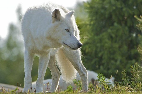 Белый волк - оригинал