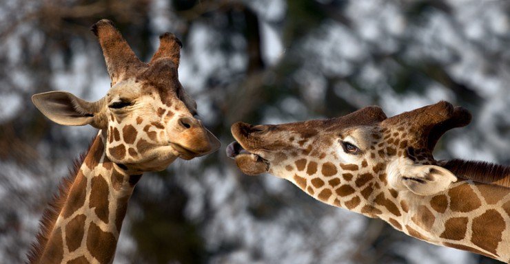 Первый поцелуй - любовь, жираф - оригинал